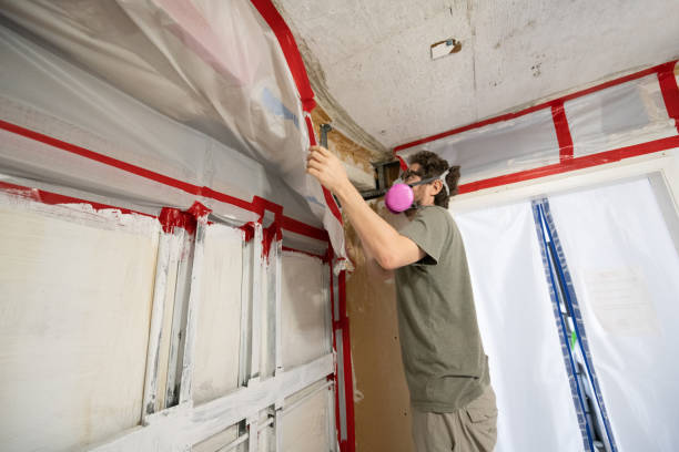 Reliable Treasure Island, FL Mold Removal Solutions