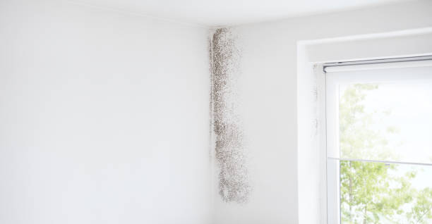 Best Forensic Mold Investigation  in Treasure Island, FL