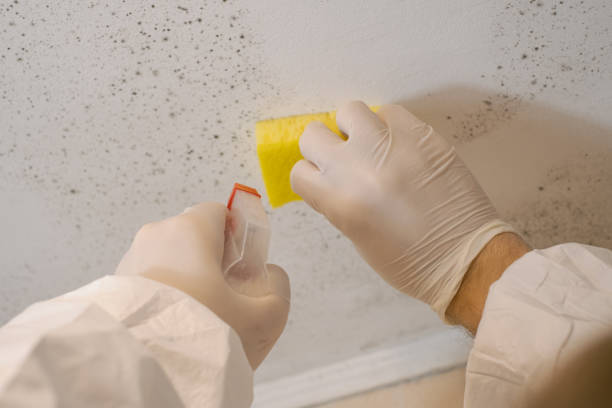 Best Dehumidification Services  in Treasure Island, FL