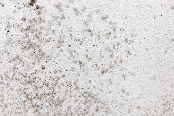  Treasure Island, FL Mold Removal Pros