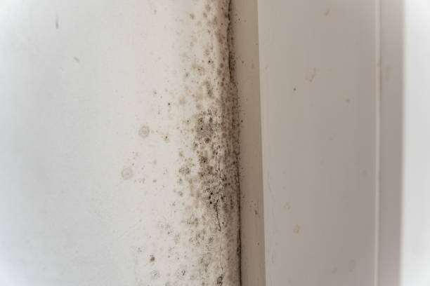 Best Emergency Mold Remediation  in Treasure Island, FL