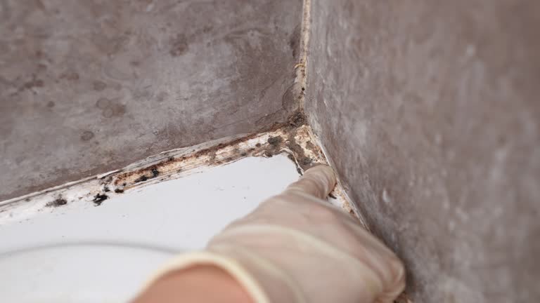 Best Comprehensive Air Testing for Mold Contaminants  in Treasure Island, FL